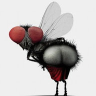 musia-v