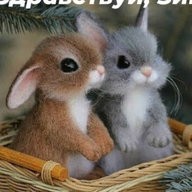 сета