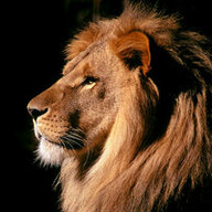 LeonidT