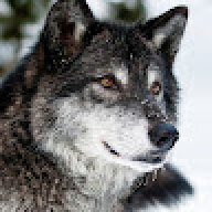 Stig_BlackWolf