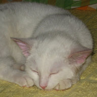klazarev