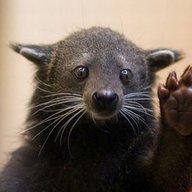 Binturong