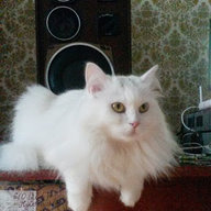Zhenya111