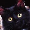 Котярра